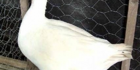 Guske italijanske pasmine